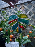 Monsterra Leaf medium